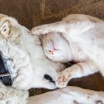 PETS